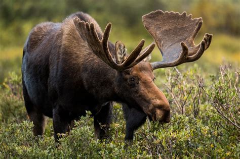 Moose dies after jumping from 2nd-story deck in Colorado